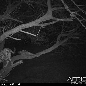 Baited Leopard in Namibia