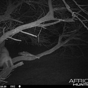 Baited Leopard in Namibia