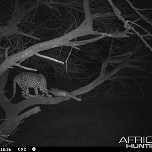 Baited Leopard in Namibia