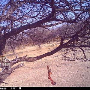 Baited Leopard in Namibia