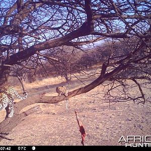 Baited Leopard in Namibia