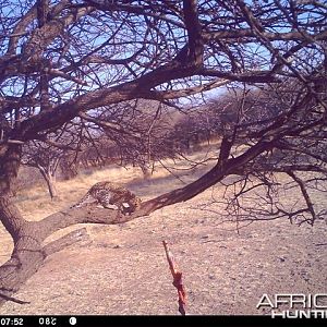 Baited Leopard in Namibia