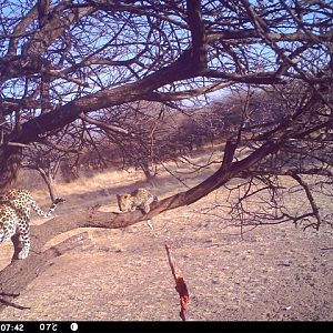 Baited Leopard in Namibia