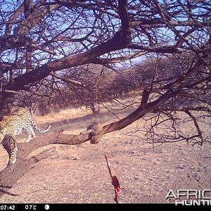 Baited Leopard in Namibia