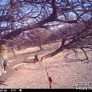 Baited Leopard in Namibia