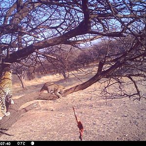 Baited Leopard in Namibia