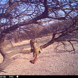 Baited Leopard in Namibia