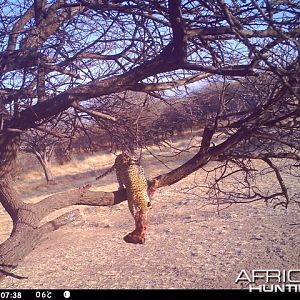 Baited Leopard in Namibia