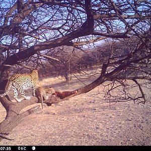 Baited Leopard in Namibia