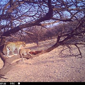 Baited Leopard in Namibia