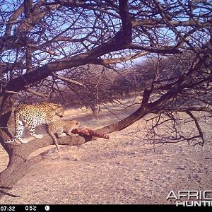 Baited Leopard in Namibia