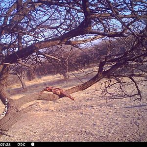 Baited Leopard in Namibia