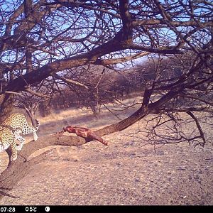 Baited Leopard in Namibia