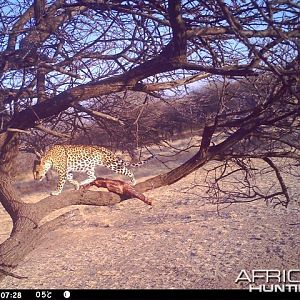 Baited Leopard in Namibia