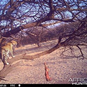 Baited Leopard in Namibia