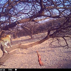 Baited Leopard in Namibia