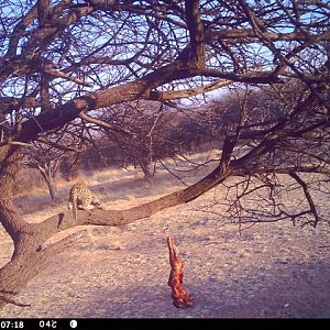 Baited Leopard in Namibia