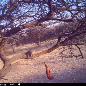 Baited Leopard in Namibia