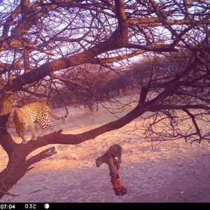 Baited Leopard in Namibia