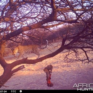 Baited Leopard in Namibia