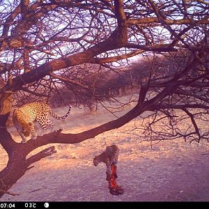 Baited Leopard in Namibia