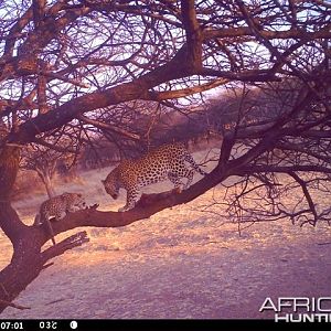 Baited Leopard in Namibia