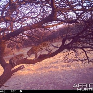 Baited Leopard in Namibia