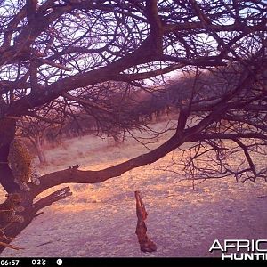 Baited Leopard in Namibia