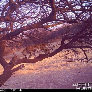 Baited Leopard in Namibia