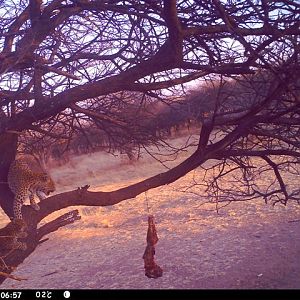 Baited Leopard in Namibia