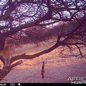 Baited Leopard in Namibia