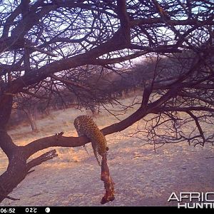 Baited Leopard in Namibia