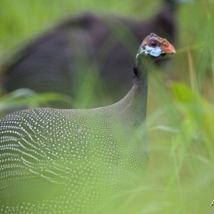 CAR with Central African Wildlife Adventures