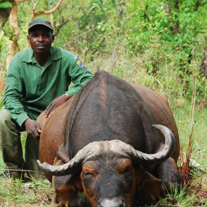 Broken horn Buffalo hunted in CAR with Central African Wildlife Adventures