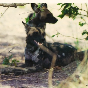 CAR with Central African Wildlife Adventures