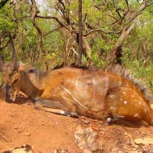 Bushbuck hunted in CAR with Central African Wildlife Adventures