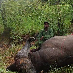 Very old 33 inch spread Buffalo hunted in CAR with Central African Wildlife