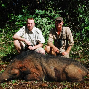 Very old and worn Giant Forest Hog hunted in CAR with Central African Wildl