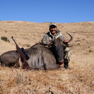 Blue Wildebeest