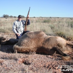 Hunting Camel in Australia