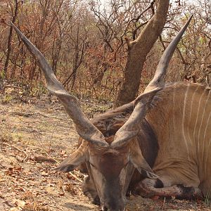 Lord Derby Eland hunted in Central African Republic with CAWA