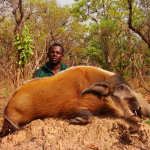 Red River Hog hunted in CAR with CAWA