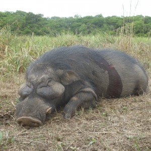 Giant Forest Hog hunted in CAR with CAWA