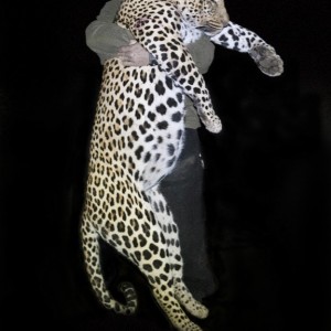 The Musomberi Monster Leopard, Zimbabwe