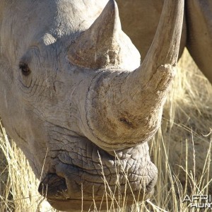 White Rhino