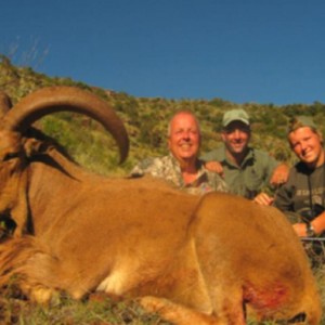 Hunting Barbary Sheep with Wintershoek Johnny Vivier Safaris in SA