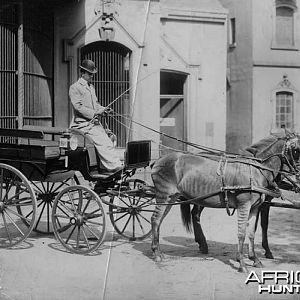 Zebra drawn carriage