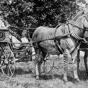 Zebra drawn carriage