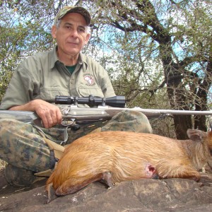 Red Duiker