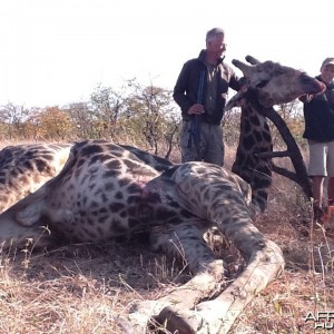 Giraffe hunted in Zimbabwe